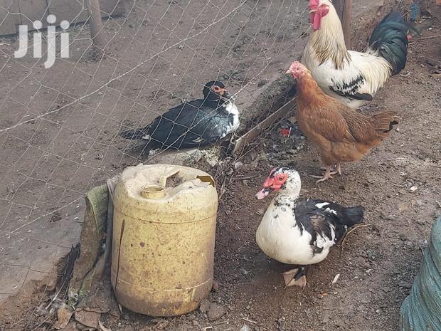 Mature Ducks For Sale - thumbnail 2