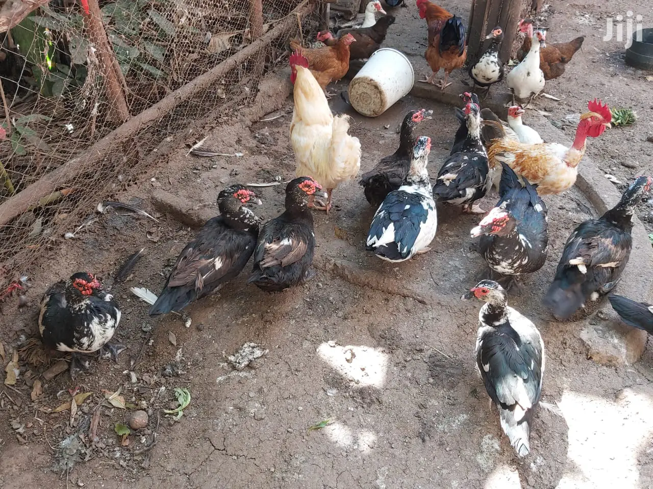 Mature Ducks For Sale