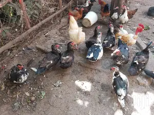 Mature Ducks For Sale