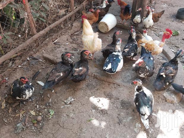 Mature Ducks For Sale - thumbnail 3