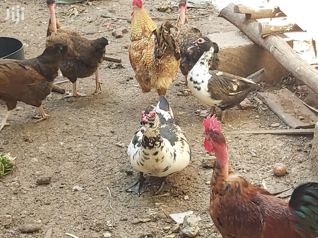 Mature Ducks For Sale
