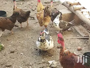 Mature Ducks For Sale