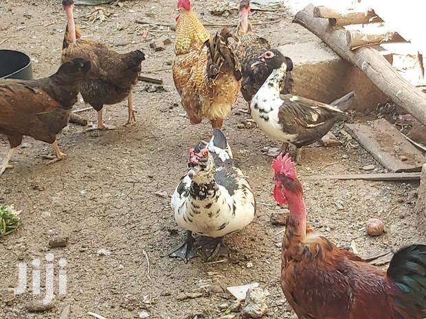 Mature Ducks For Sale - thumbnail 4