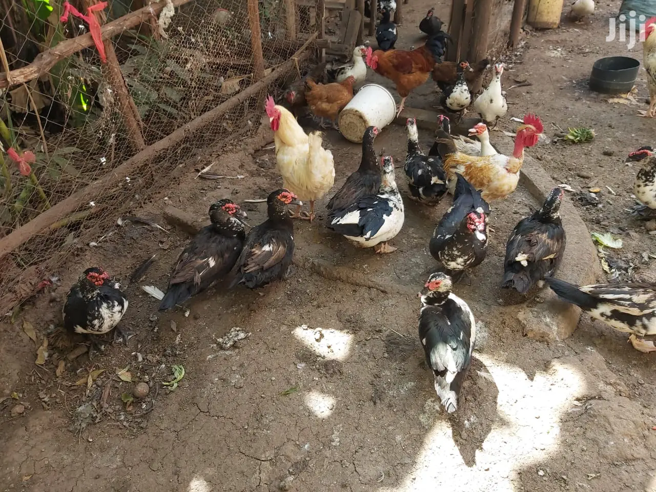 Mature Ducks For Sale
