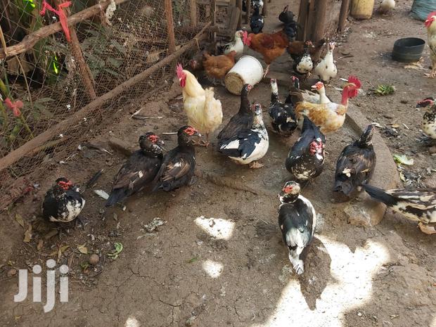 Mature Ducks For Sale - thumbnail 6