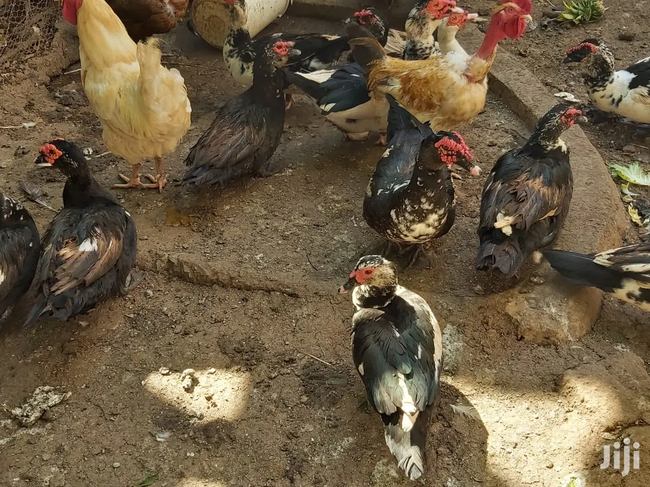 Mature Ducks For Sale