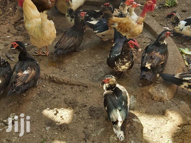 Mature Ducks For Sale - thumbnail 7
