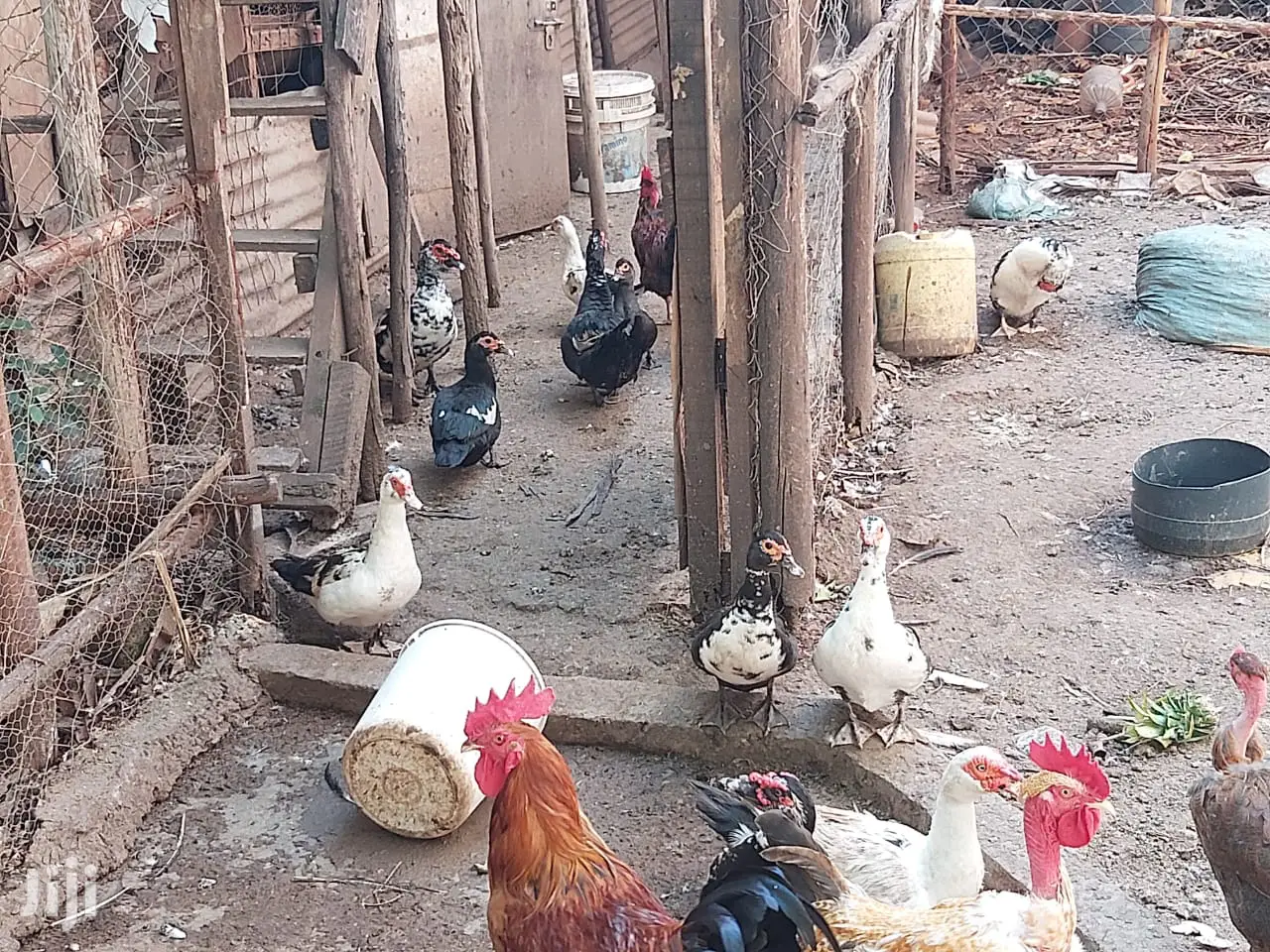 Mature Ducks For Sale
