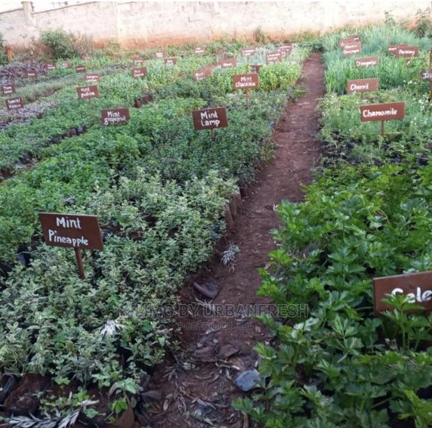 Herbs Spices Seedlings. Request Comprehensive Pricelist - main view