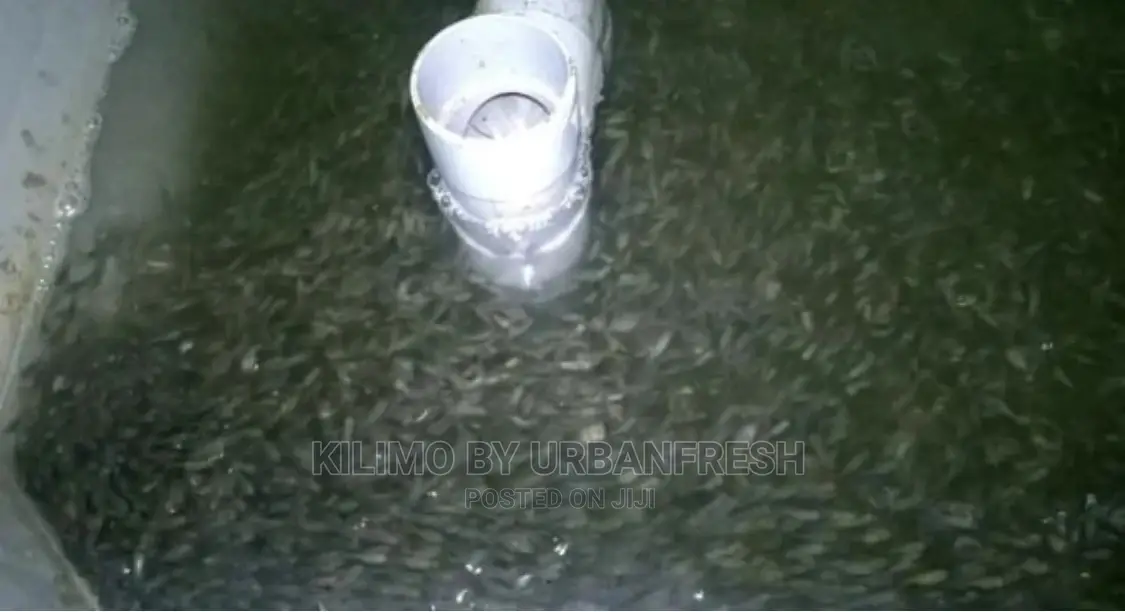 Fingerlings Hatchery Setup