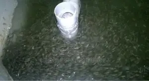 Fingerlings Hatchery Setup