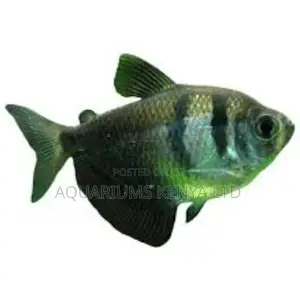 Black Widow Aquarium Fish
