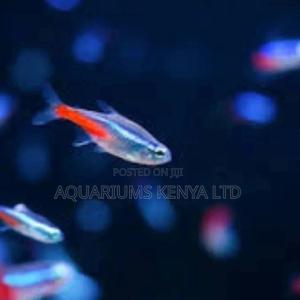 Tetra Aquarium Fish - thumbnail 2