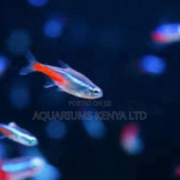 Tetra Aquarium Fish - main view