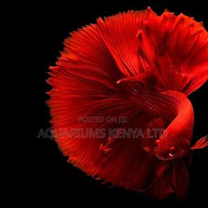 Siamese Fighter Aquarium Fish - thumbnail 2