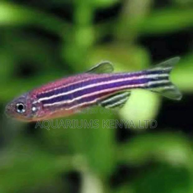 Danio Rario Aquarium Fish - main view