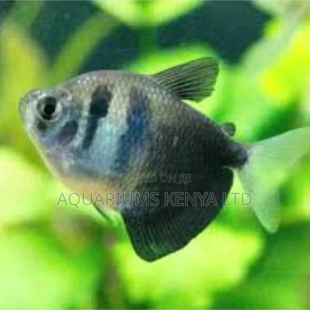 B.Widow Aquarium Fish - main view