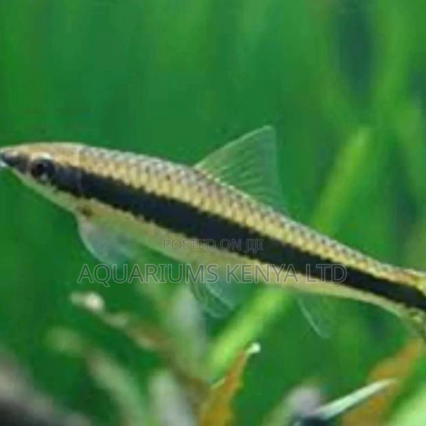 Siamese Shark Aquarium Fish - main view