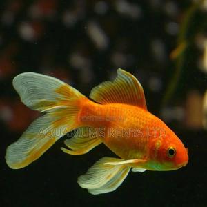 Funtail Gold Fish - thumbnail 2