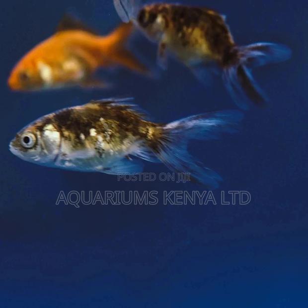 Shubunkin Aquarium Fish - main view