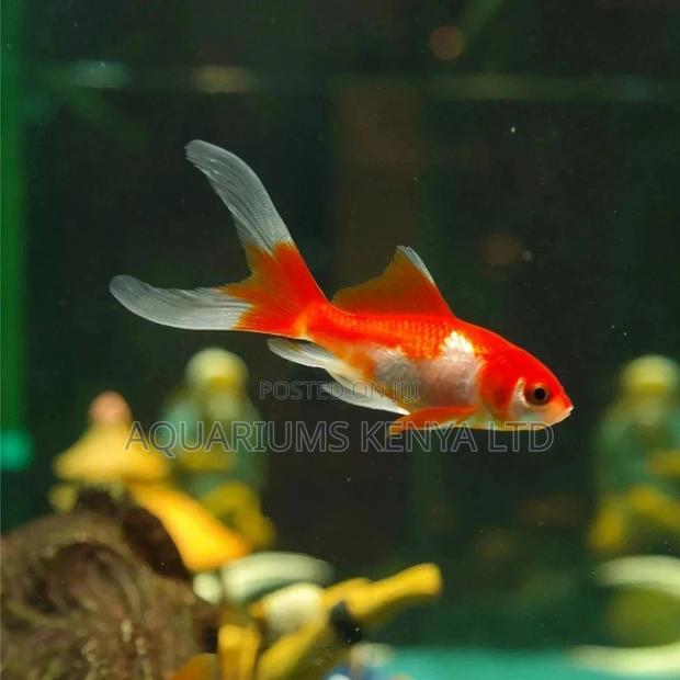 Comet Gold Fish - main view