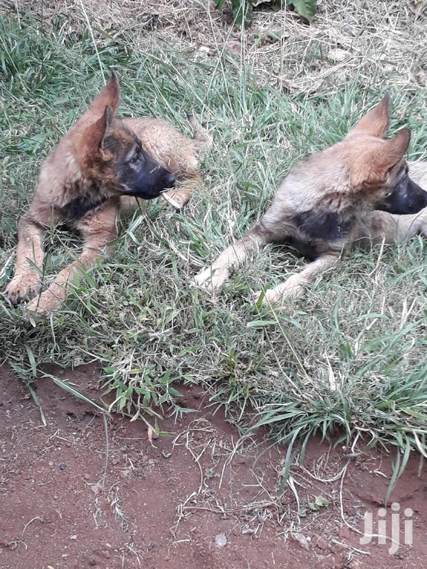 1-3 Month Female Purebred German Shepherd