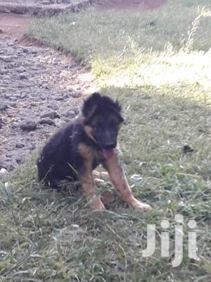1-3 month Female Purebred German Shepherd - thumbnail 2
