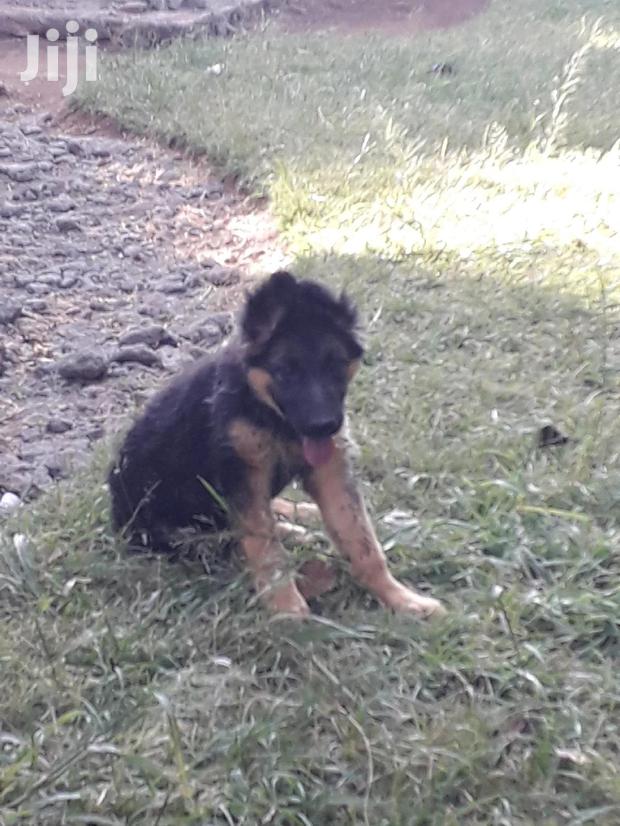 1-3 month Female Purebred German Shepherd - main view