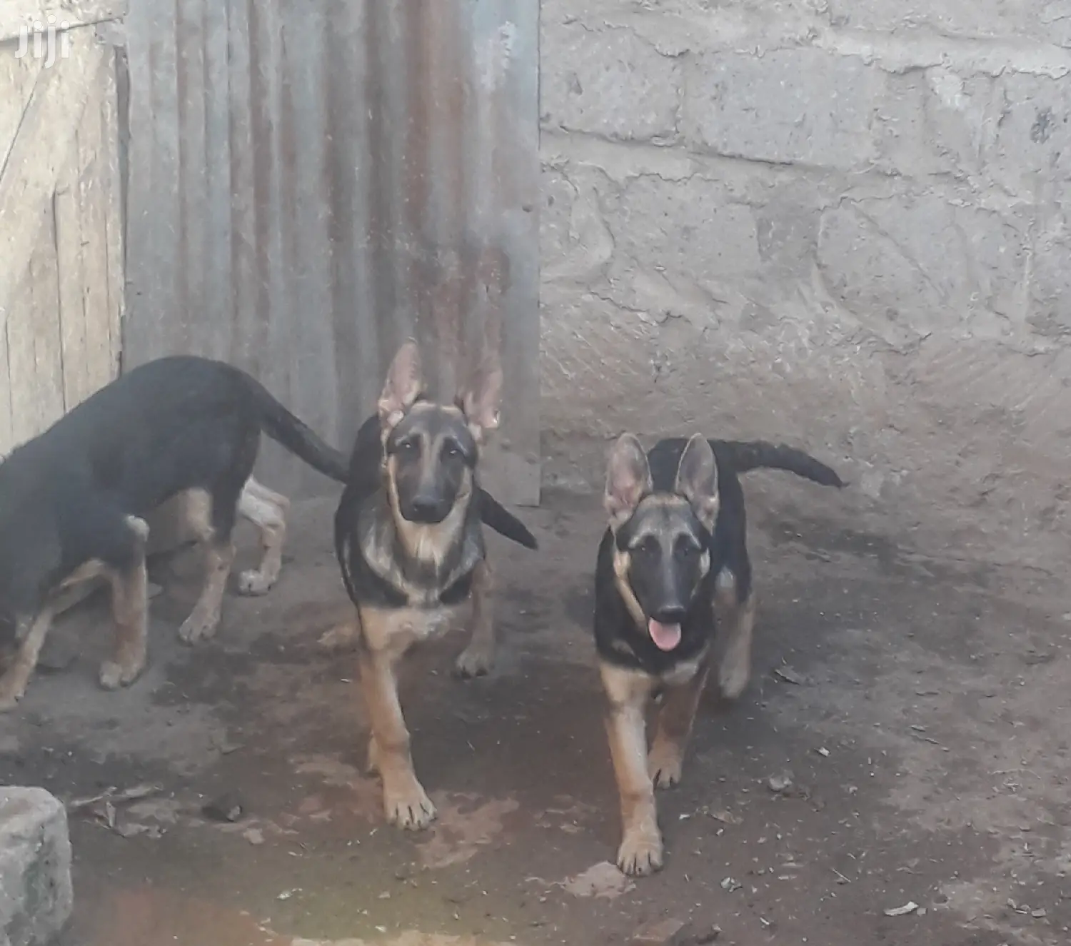 3-6 Months Female Purebred German Shepherd