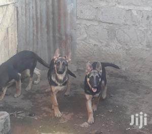 3-6 Months Female Purebred German Shepherd - thumbnail 2