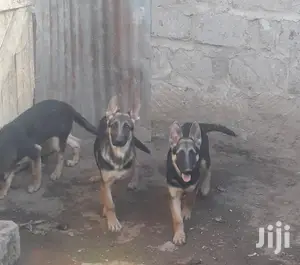 3-6 Months Female Purebred German Shepherd