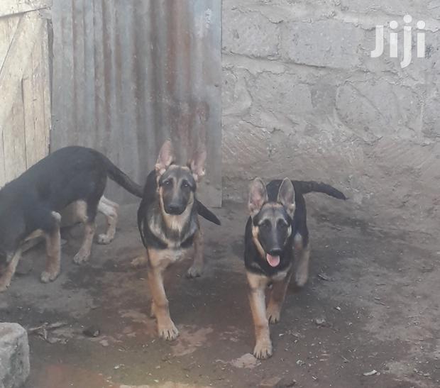 3-6 Months Female Purebred German Shepherd - main view