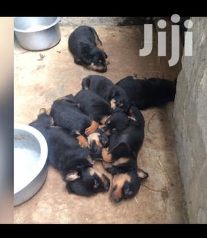 1-3 month Male Purebred Rottweiler - thumbnail 2