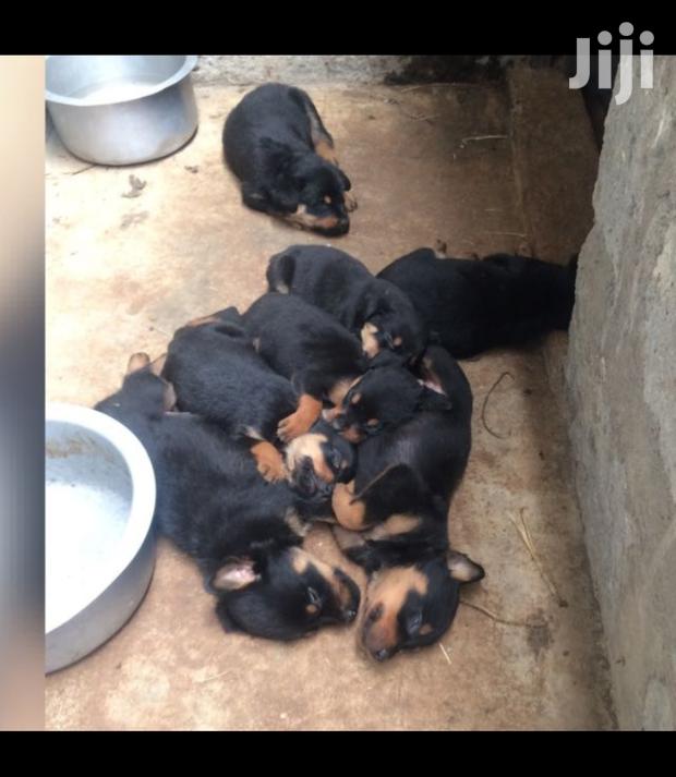 1-3 month Male Purebred Rottweiler