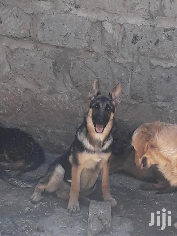 6-12 month Female Purebred German Shepherd