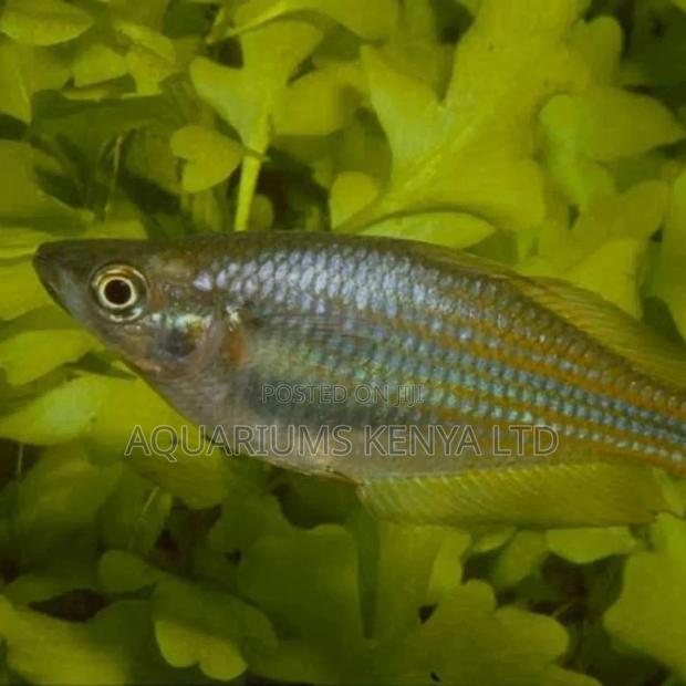 Australian Rainbow - main view