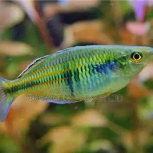 Australian Rainbow