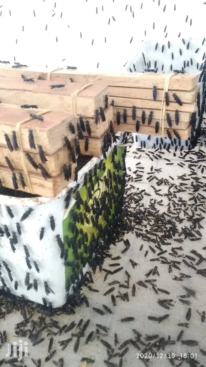 Black Soldier Flies