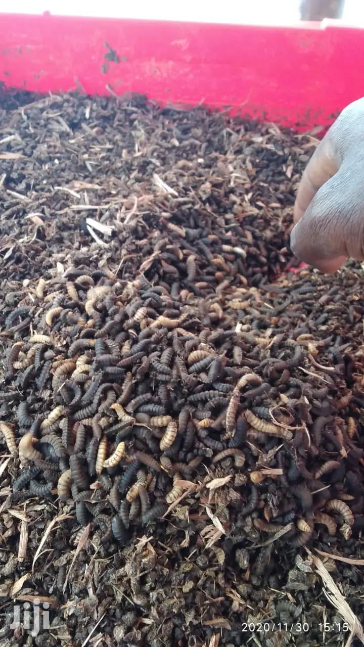 Black Soldier Flies