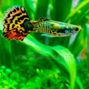Fancy Cobra Guppies Aquarium Fish - main view