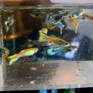 Fancy Guppies Aquarium Fish - thumbnail 2