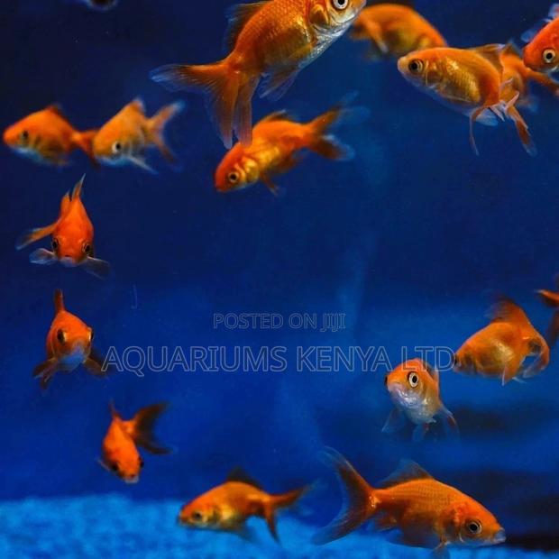 Comet Goldfish Aquarium Fish