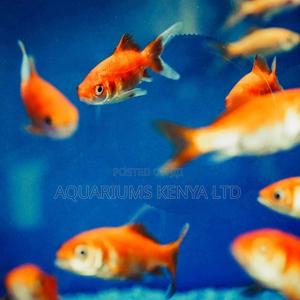 Gold Fish Aquarium Fish - thumbnail 2