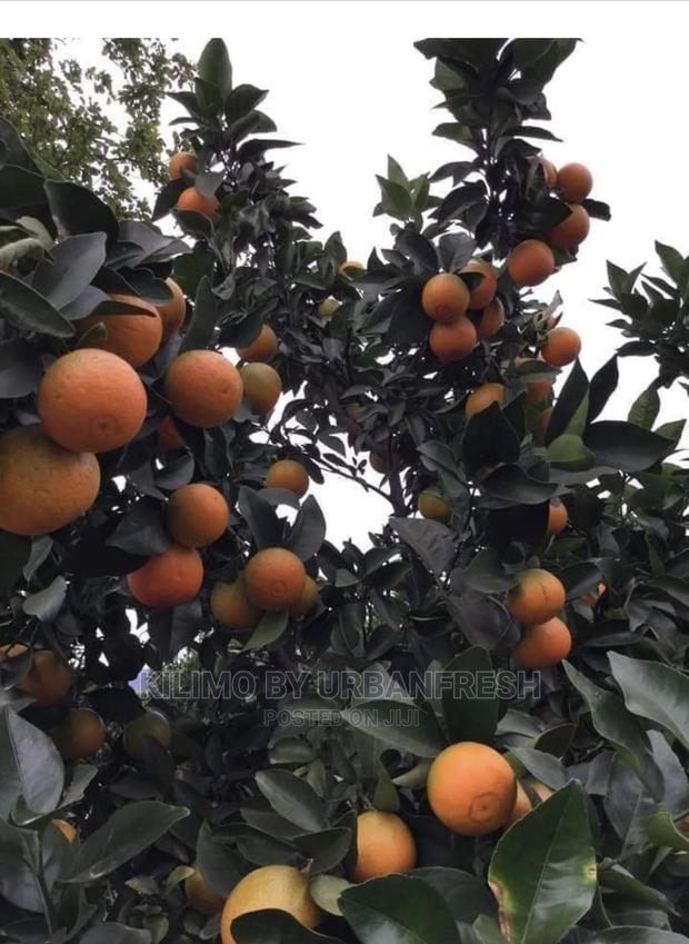 Pixie Seedlings - main view