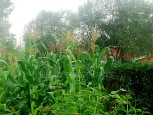 1/2 an Acre Land for Sale at Kenol-Kangangu