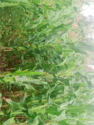 1/2 an Acre Land for Sale at Kenol-Kangangu