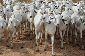 Galla Goats - thumbnail 2