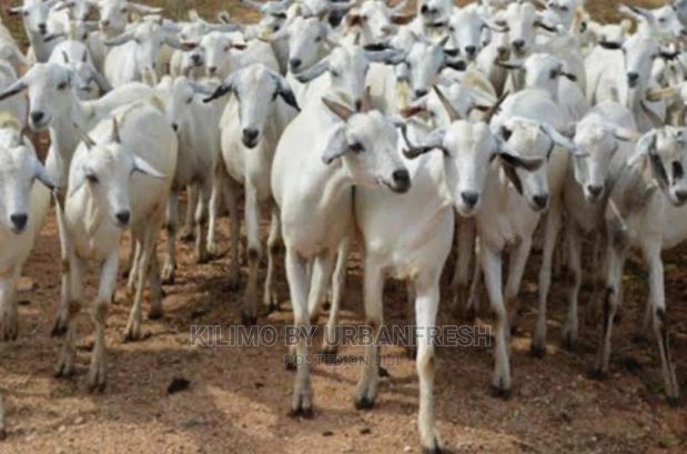 Galla Goats - main view