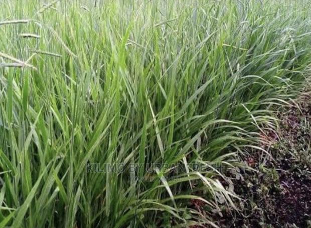 Brachiaria Split 500 Splits - main view