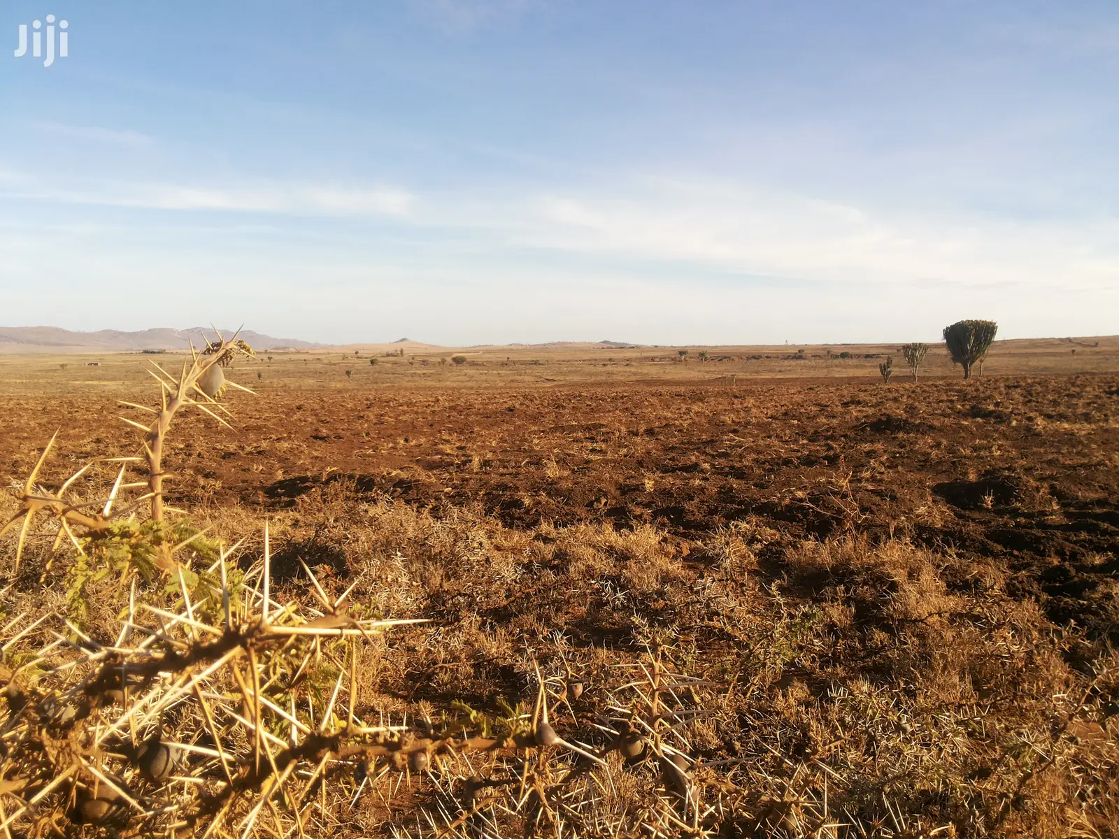 6 Acre Gem in Timau in Umande Land & Plots for Sale, Tony Muriungi Jiji.co.ke